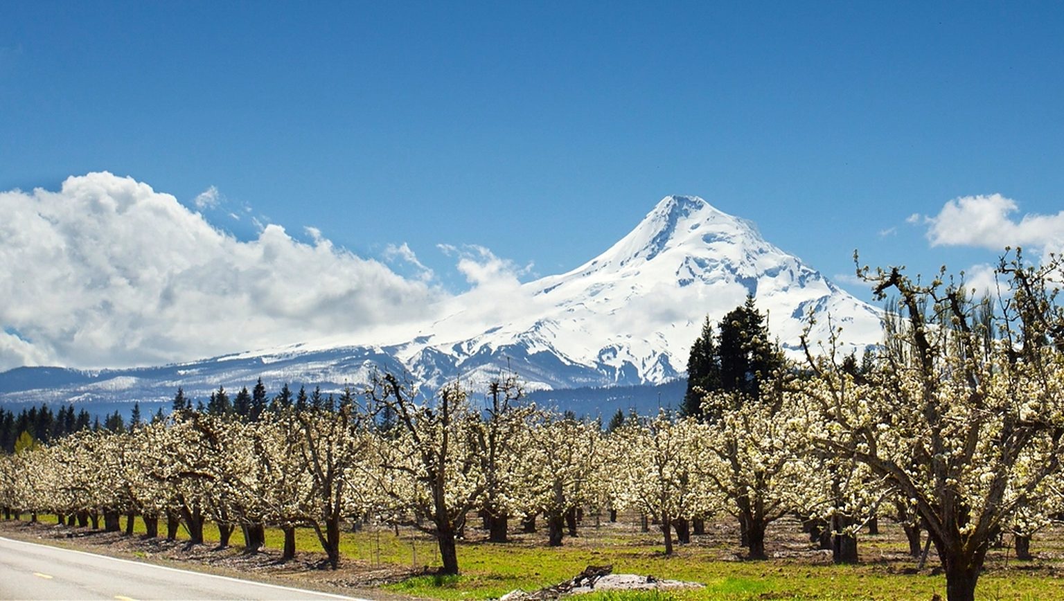 Orchards in the Hood River Valley below Mount Hood